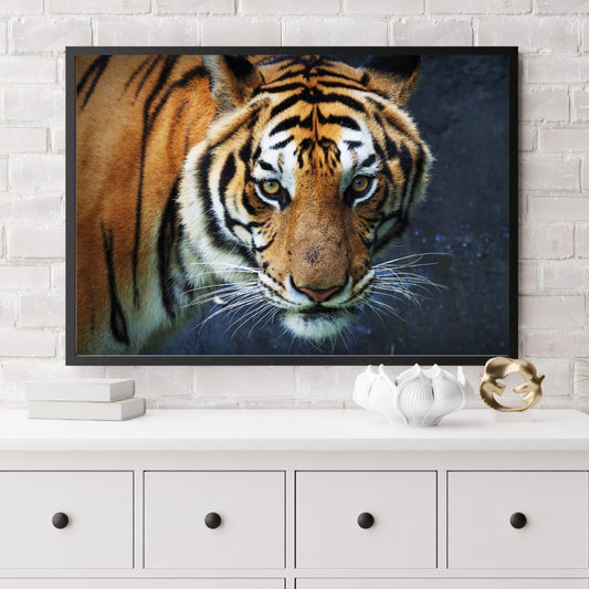 Beautiful tiger photo prints