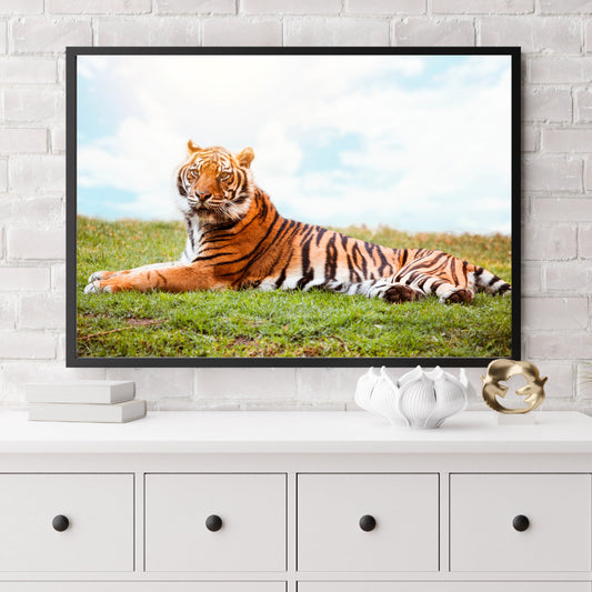 Beautiful Tiger photo prints