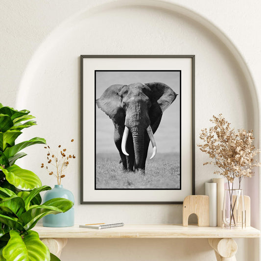 Elephant photo prints A3